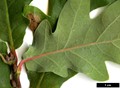 SpeciesSub: 'Crimschmidt' (Q.alba × Q.robur)